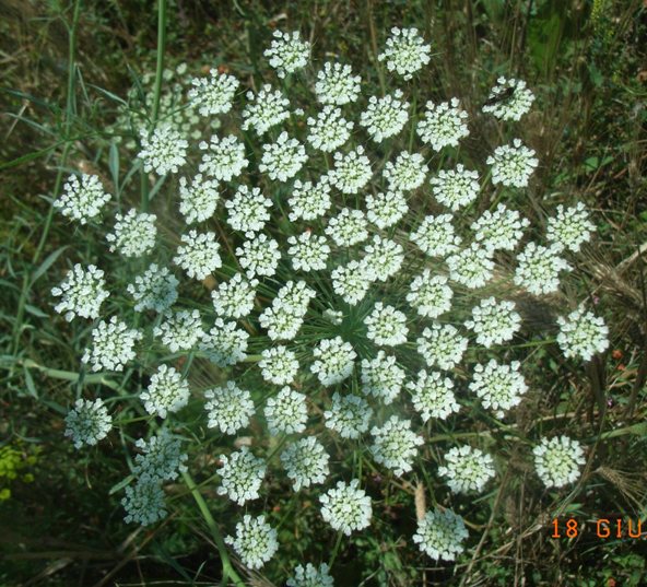 Ammi majus /  Visnaga maggiore
